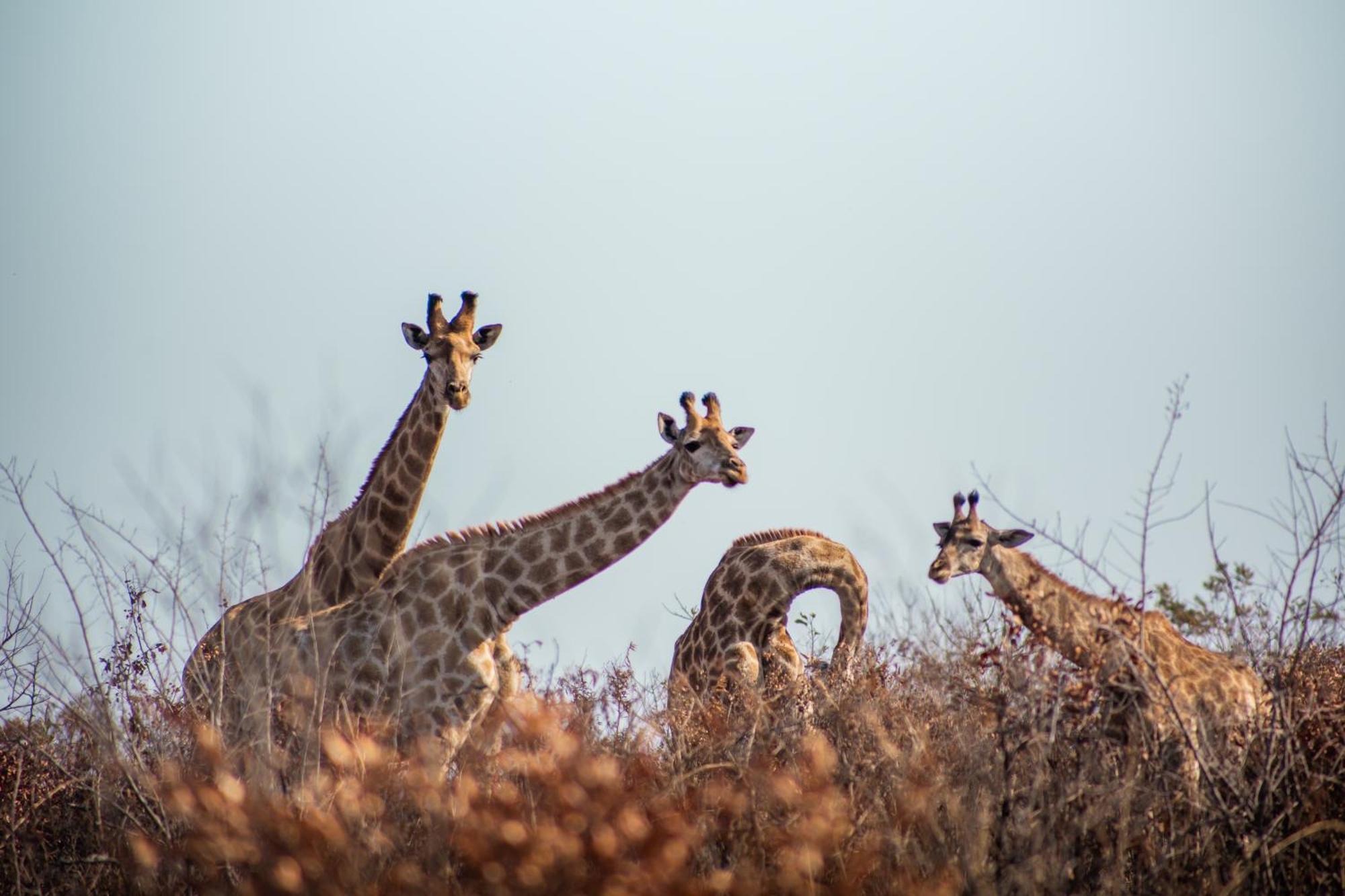 Ndhula Luxury Tented Lodge White River Exterior foto