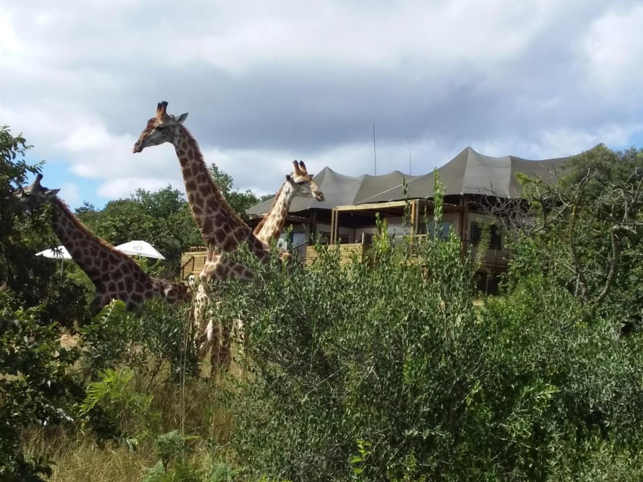 Ndhula Luxury Tented Lodge White River Exterior foto